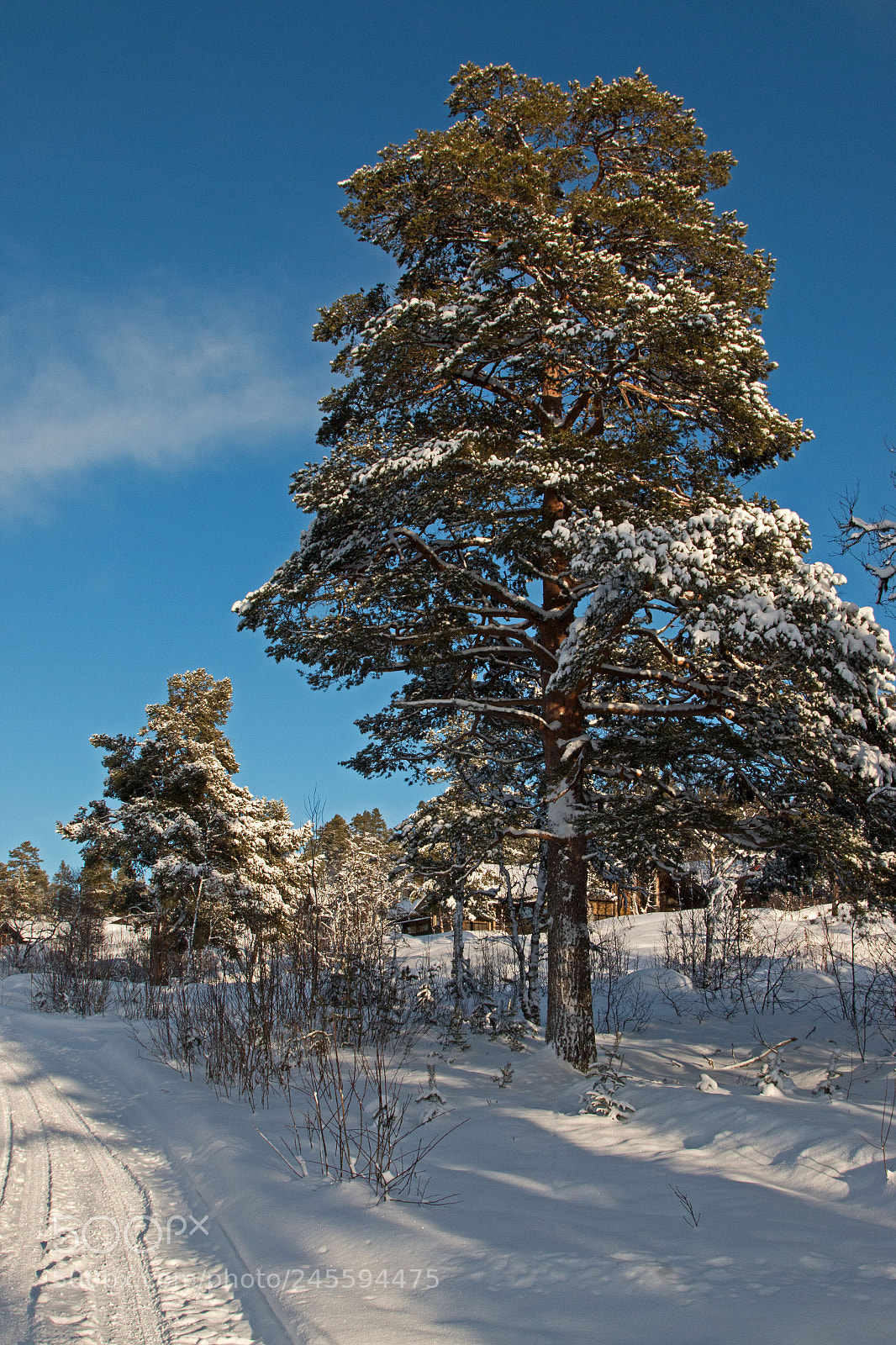 Canon EOS 70D sample photo. Winterpine photography