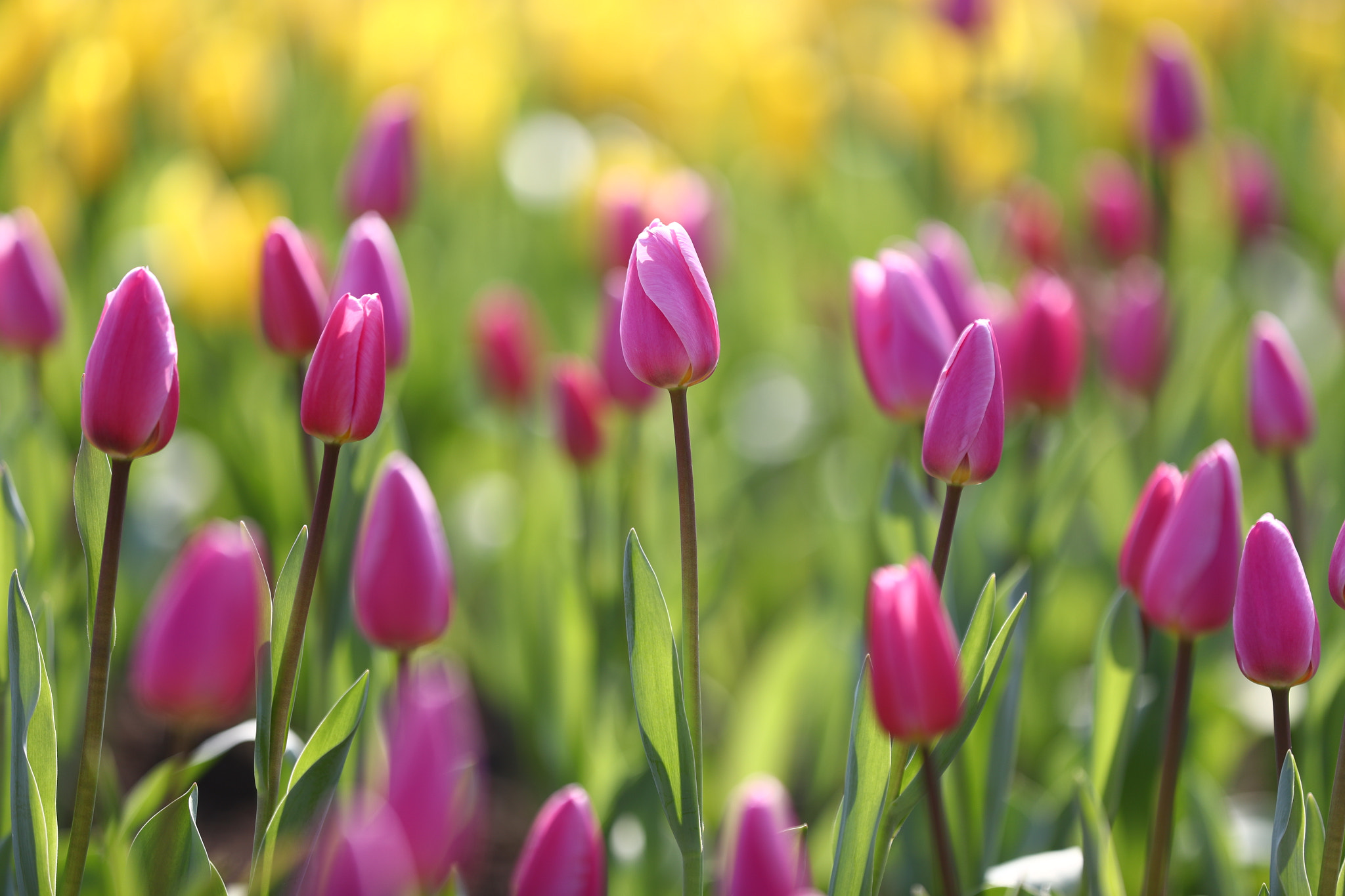 Canon EOS-1D X Mark II sample photo. Tulip photography