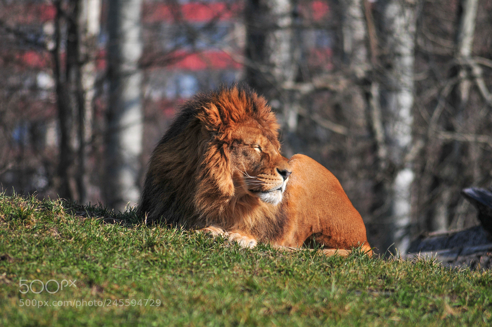 Nikon D300S sample photo. Lion photography