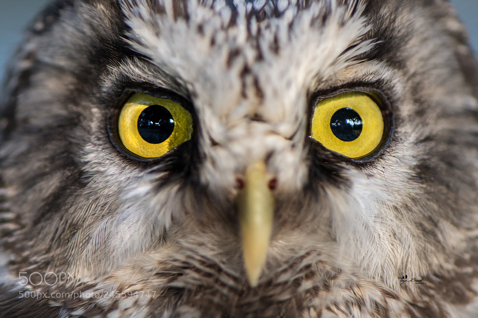 Nikon D850 sample photo. Eyes photography