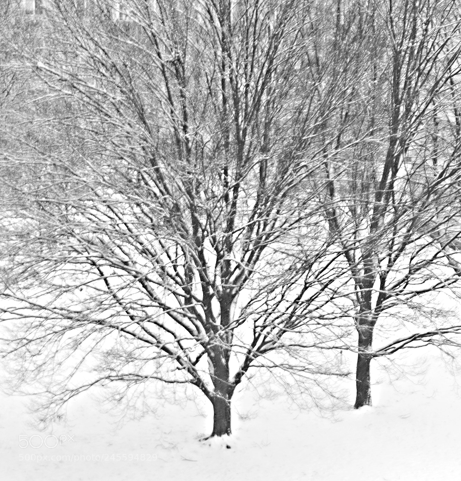 Canon EOS 6D Mark II sample photo. Winter tree photography