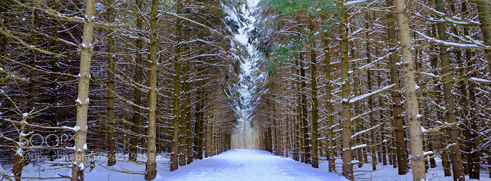 Fujifilm GFX 50S sample photo. Pine woods trail after photography