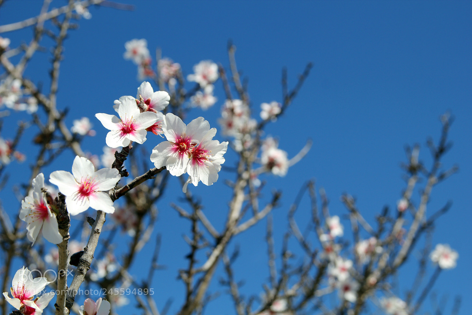 Canon EOS 550D (EOS Rebel T2i / EOS Kiss X4) sample photo. Blossom photography