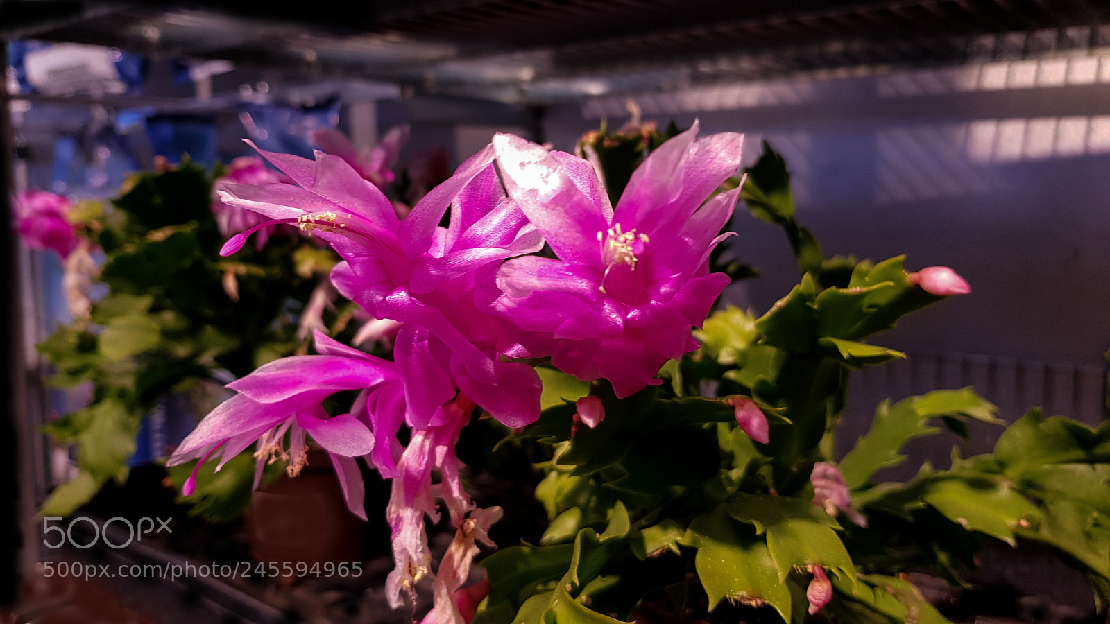 Samsung Galaxy S8 sample photo. A cactus in a photography