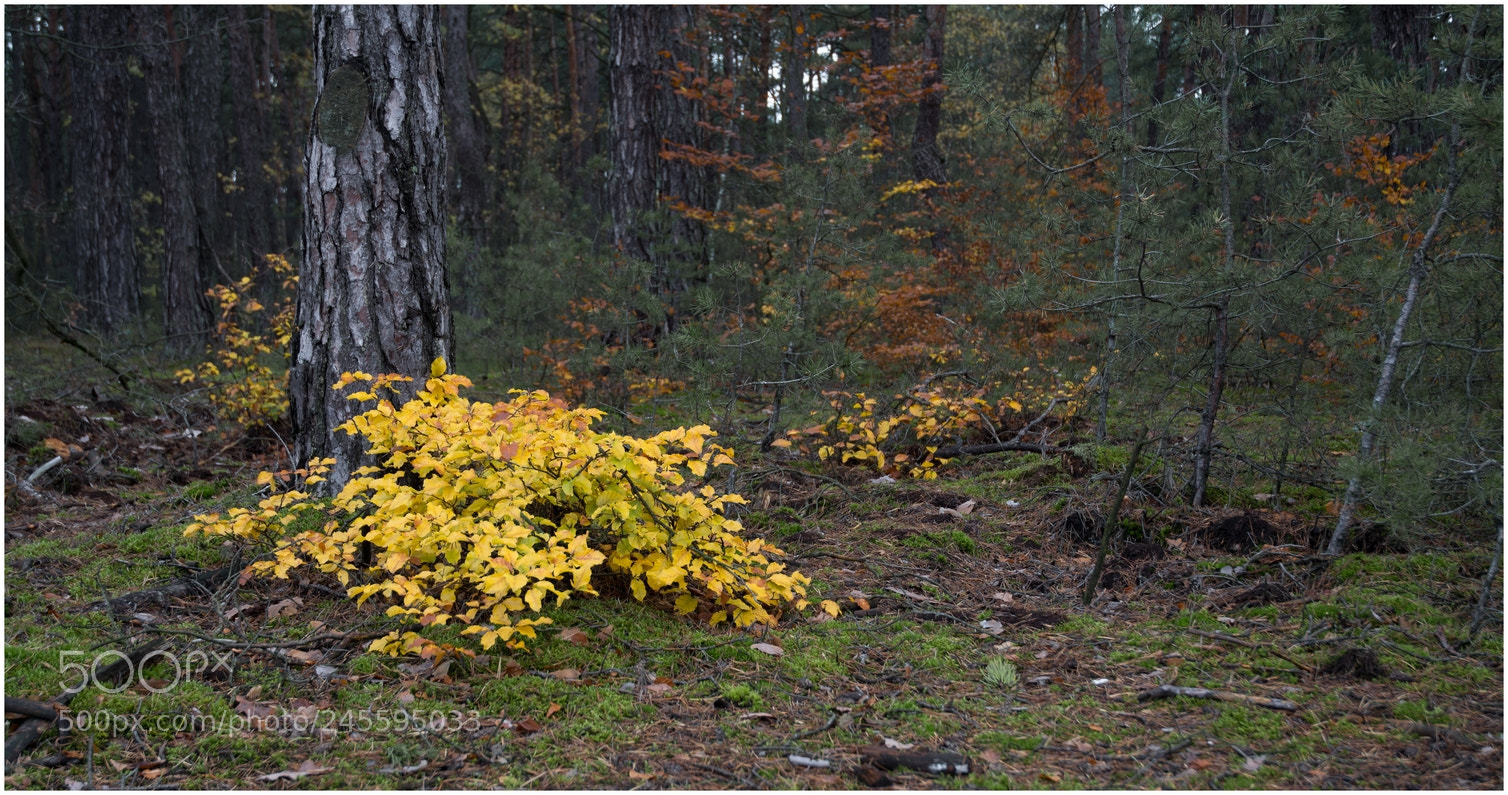 Nikon D7100 sample photo. Color instead of light photography
