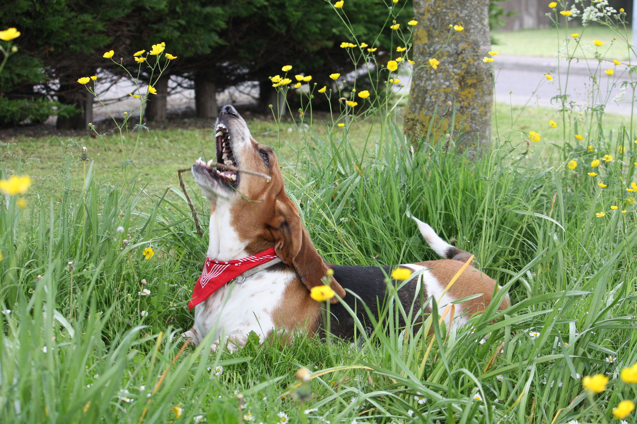Canon EF-S 55-250mm F4-5.6 IS sample photo