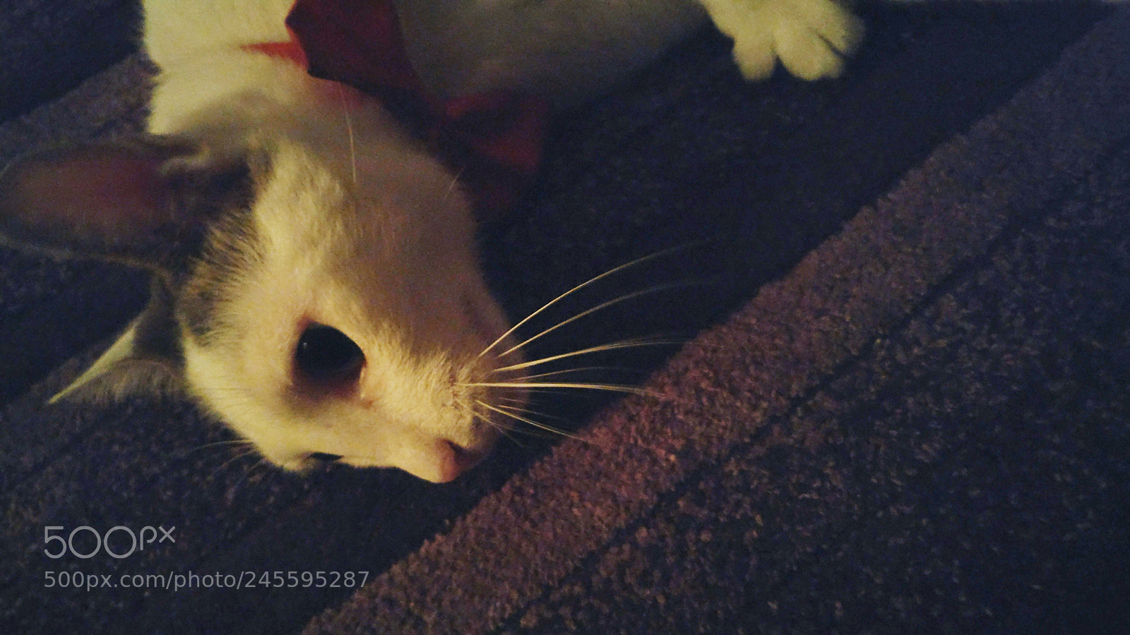 OnePlus A3003 sample photo. Another one photography