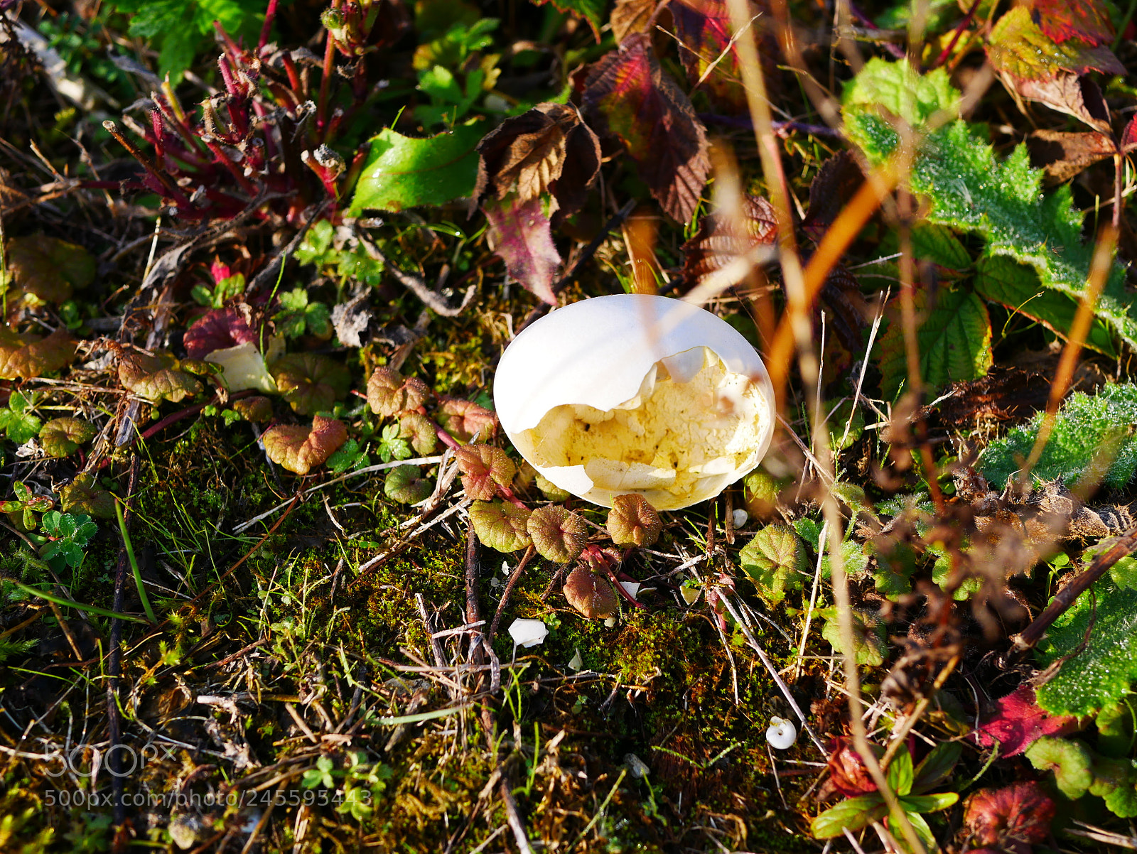 Panasonic Lumix DMC-GX85 (Lumix DMC-GX80 / Lumix DMC-GX7 Mark II) sample photo. Untitled photography