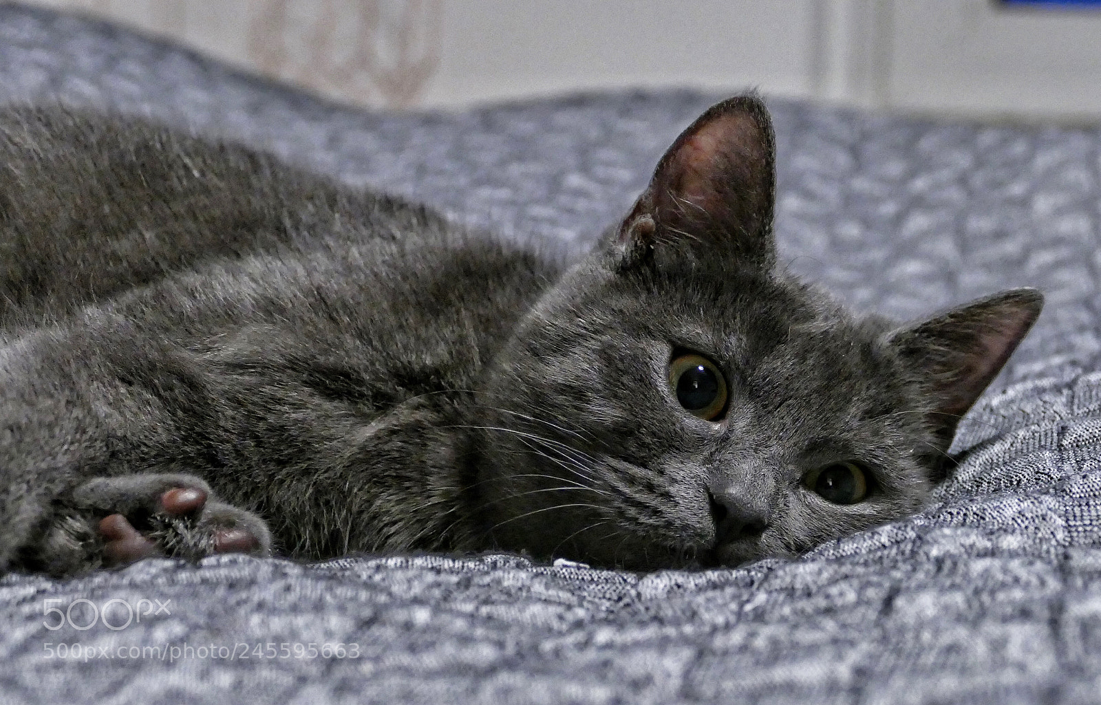 Panasonic Lumix DMC-FZ1000 sample photo. Fluffy photography