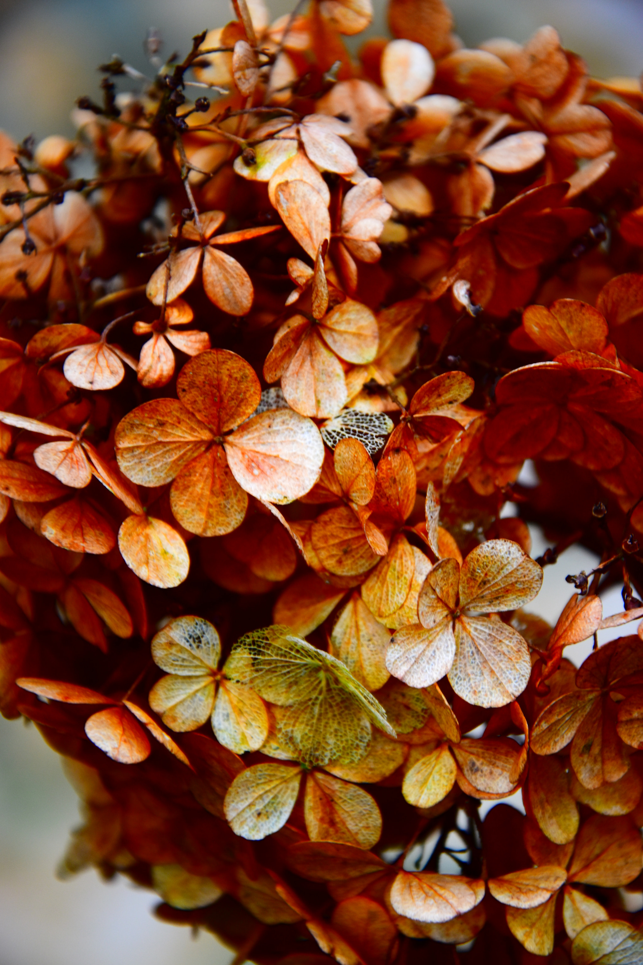 Nikon D5500 sample photo. Effet couleur photography