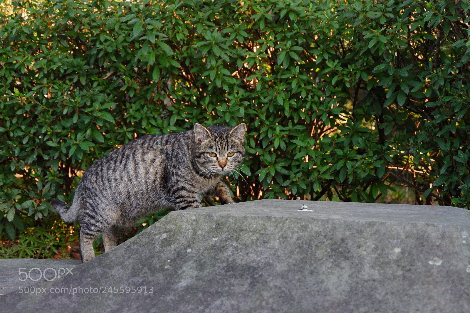 Fujifilm X-A3 sample photo. Silver tabby cat photography