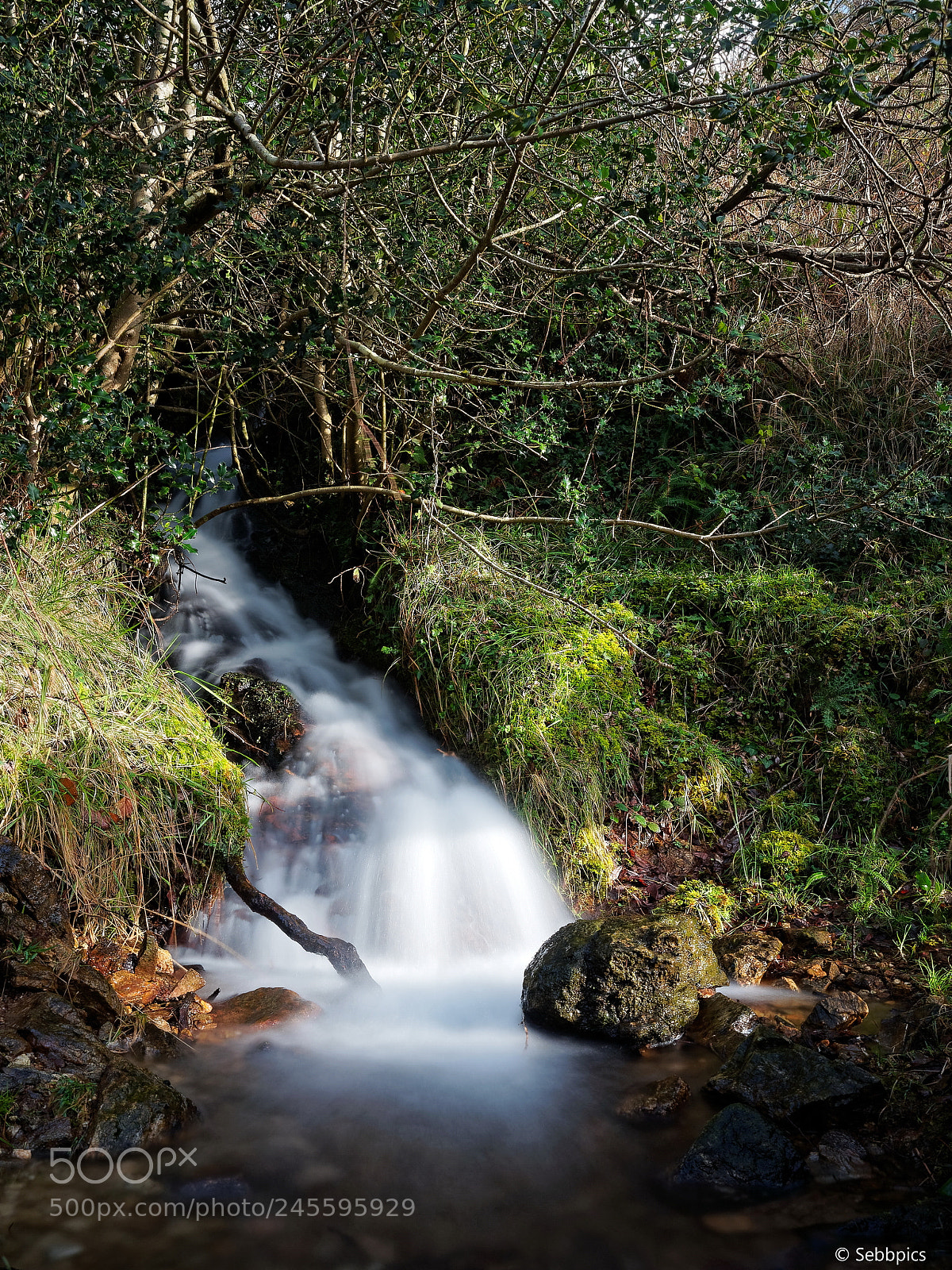 Olympus OM-D E-M5 II sample photo. Holly tunnel for the photography