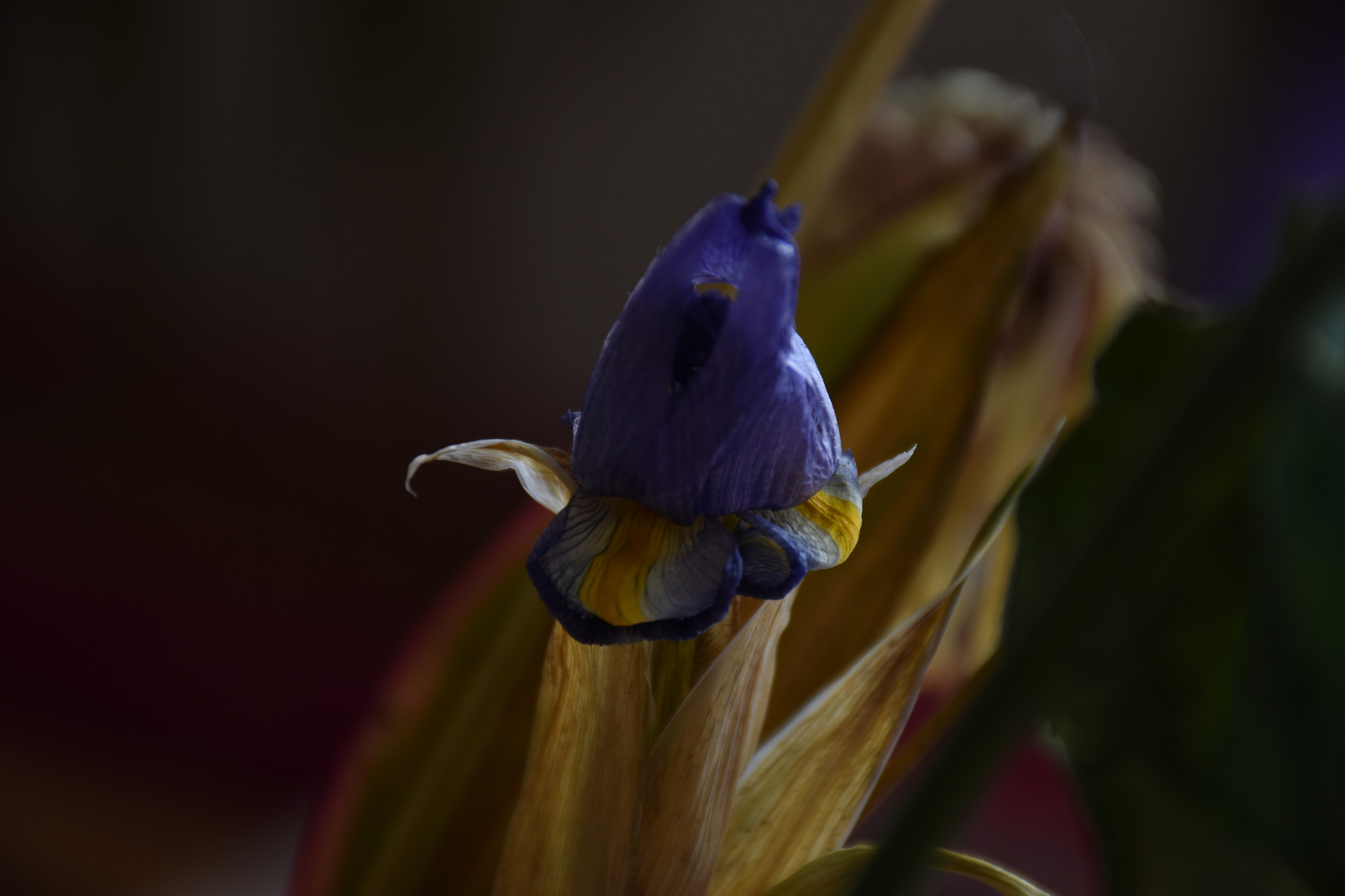 Nikon D3400 sample photo. Dried flower ... photography
