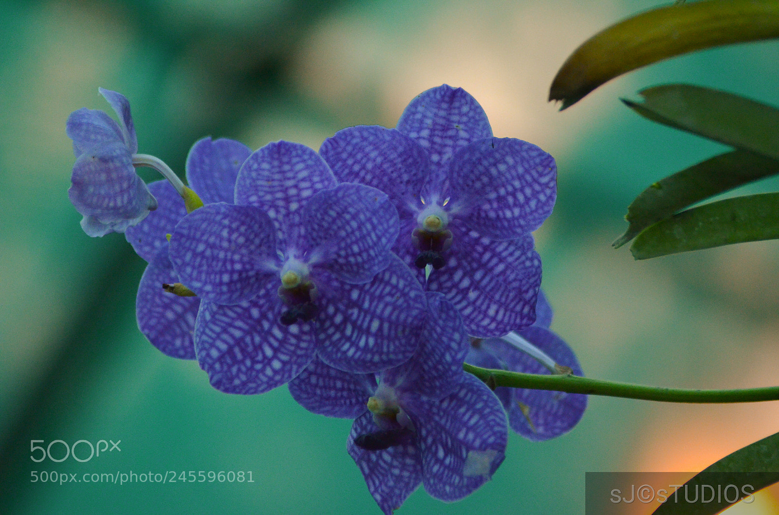 Nikon D5100 sample photo. Untitled photography