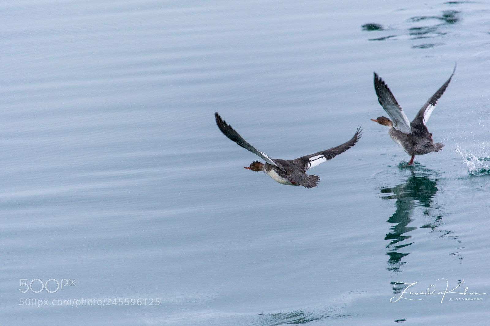 Nikon D3400 sample photo. Mergansers photography