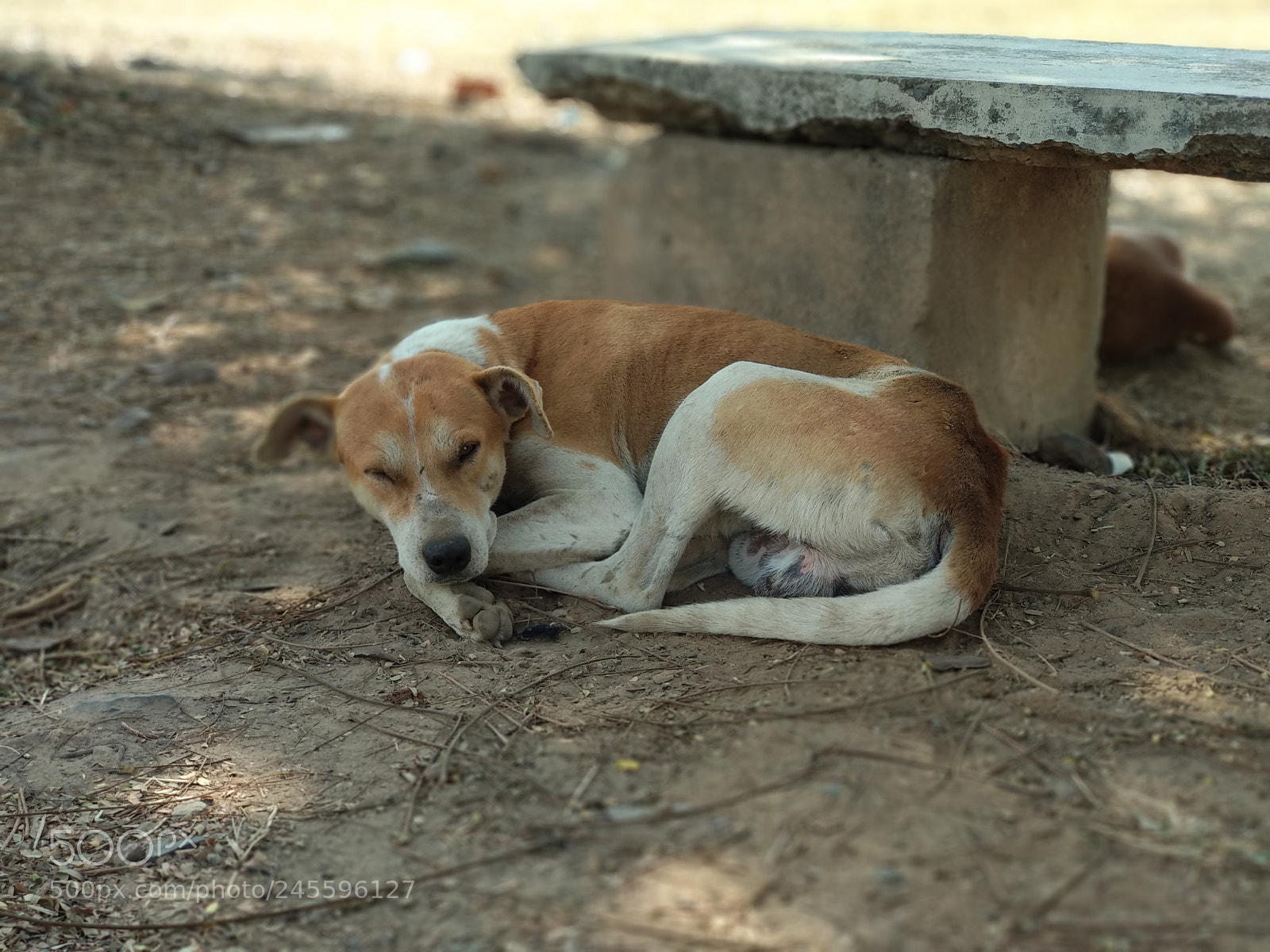 Xiaomi Mi A1 sample photo. Peek-a-boo photography