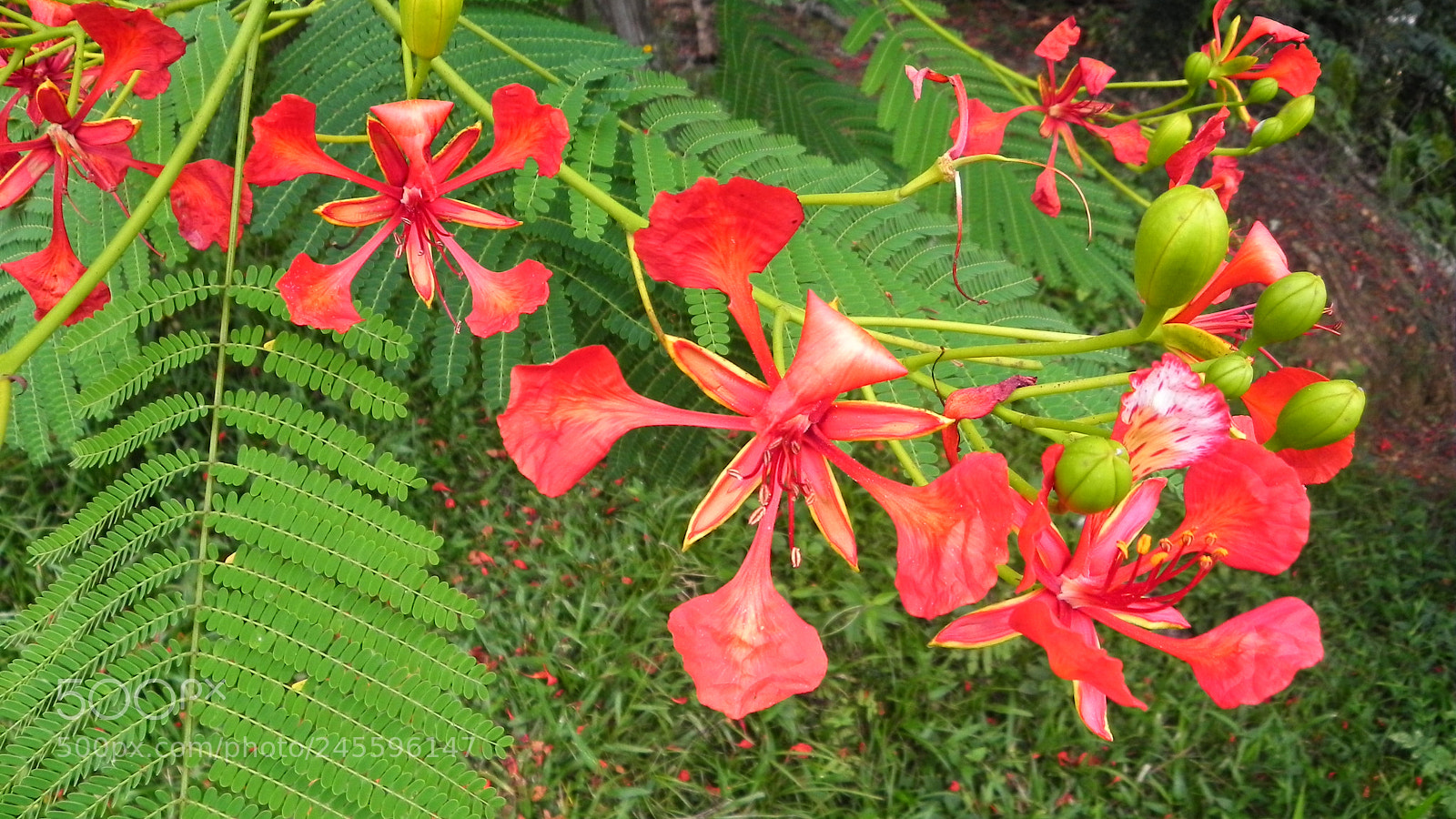 Nikon Coolpix P100 sample photo. Flamboyant , delonix regia photography