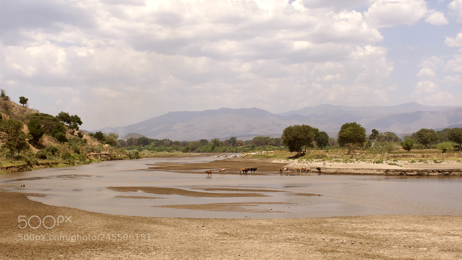 Sony SLT-A55 (SLT-A55V) sample photo. Cows at the riverside photography