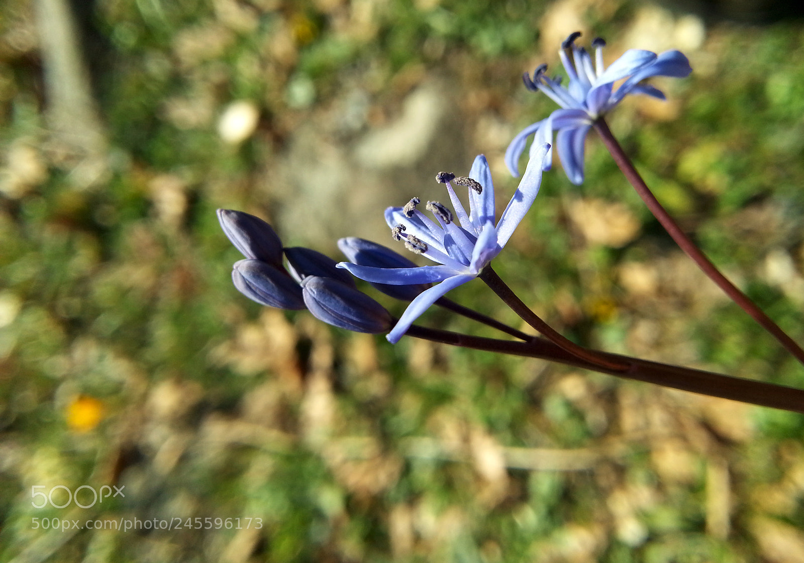 Samsung Galaxy Note2 sample photo. Seillabitafolia photography