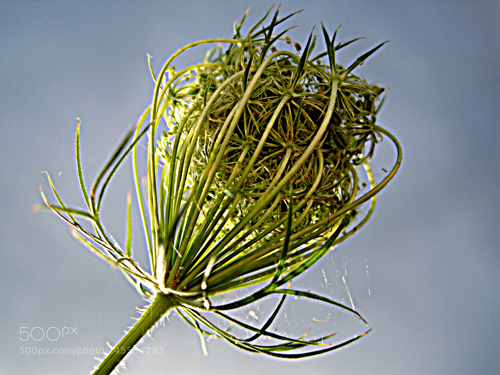 Canon DIGITAL IXUS 960 IS sample photo. Seed head photography