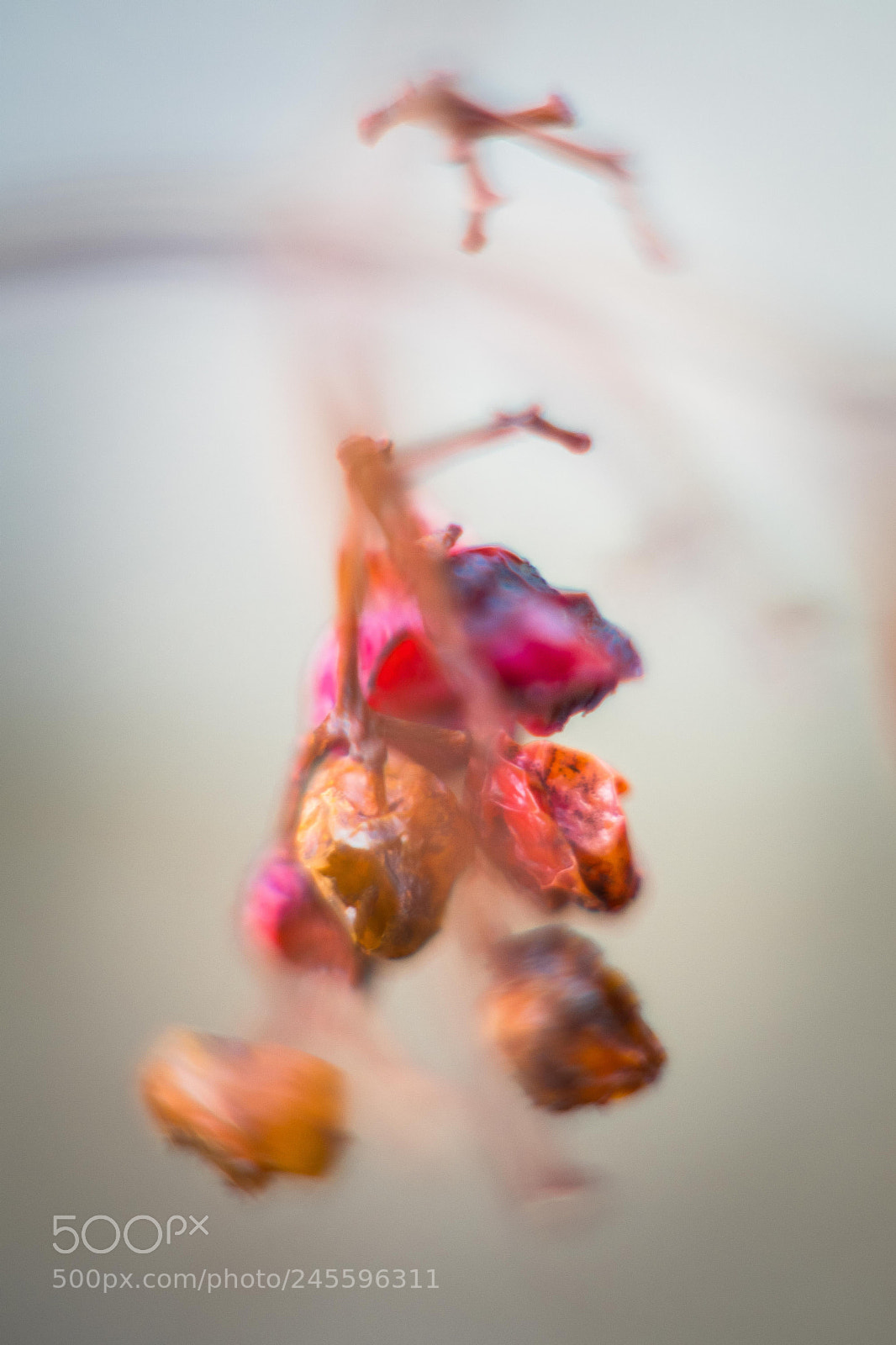 Fujifilm X-T2 sample photo. Untitled photography