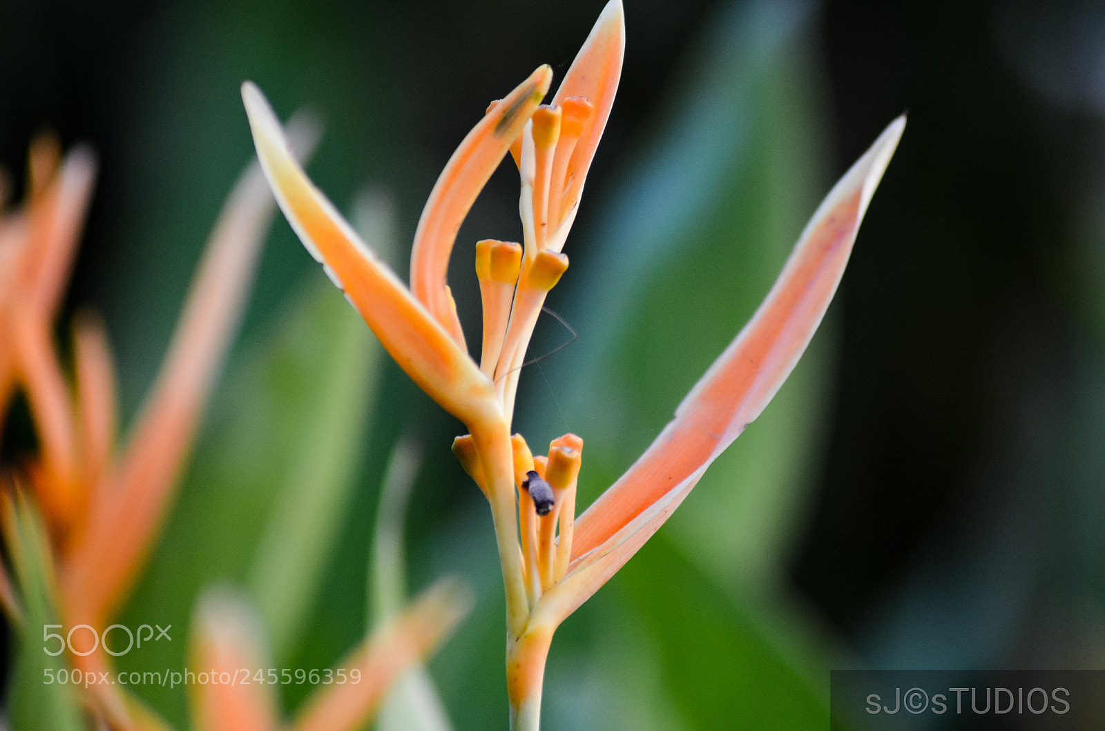 Nikon D5100 sample photo. Untitled photography