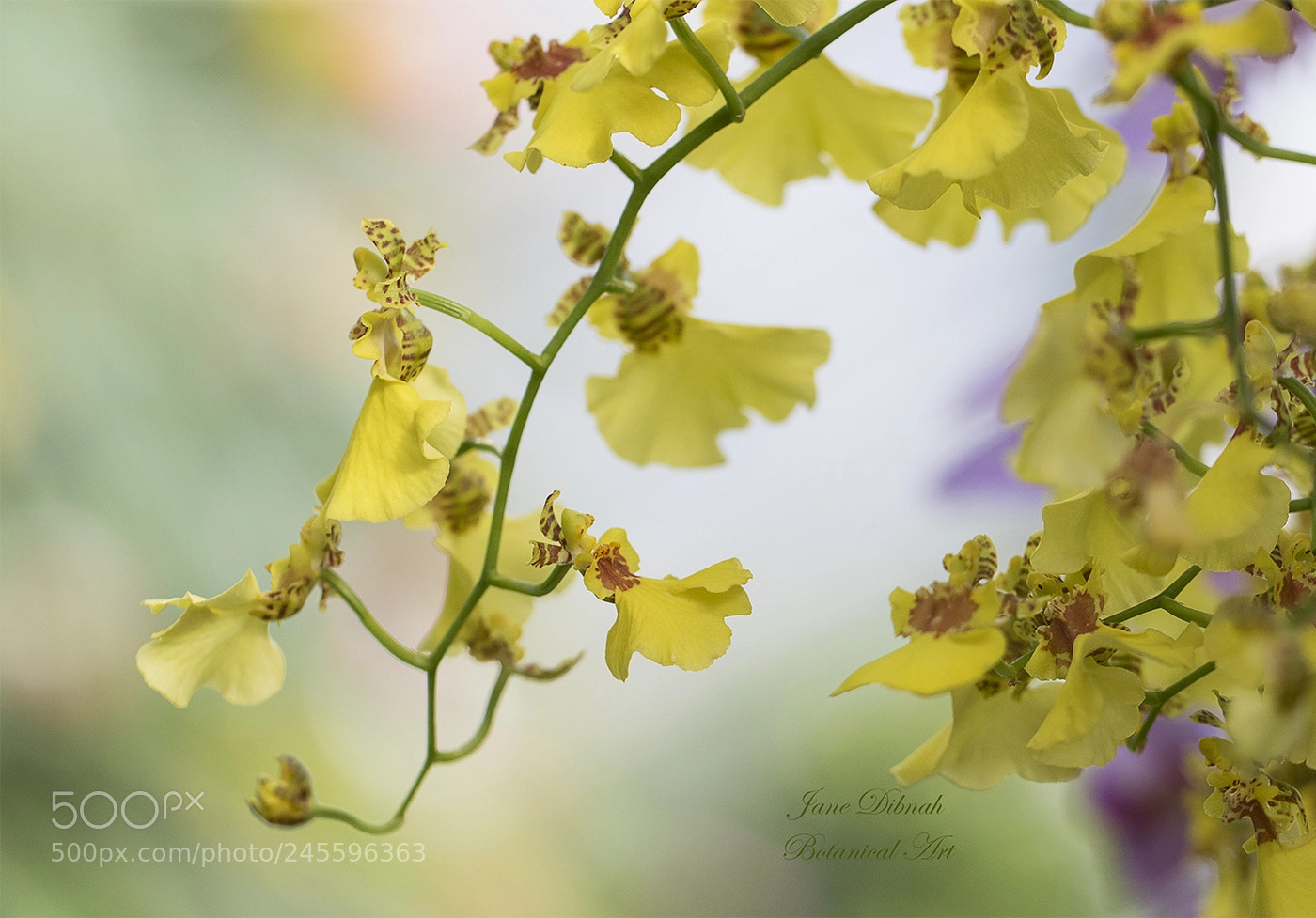 Canon EOS 7D Mark II sample photo. Orchid photography