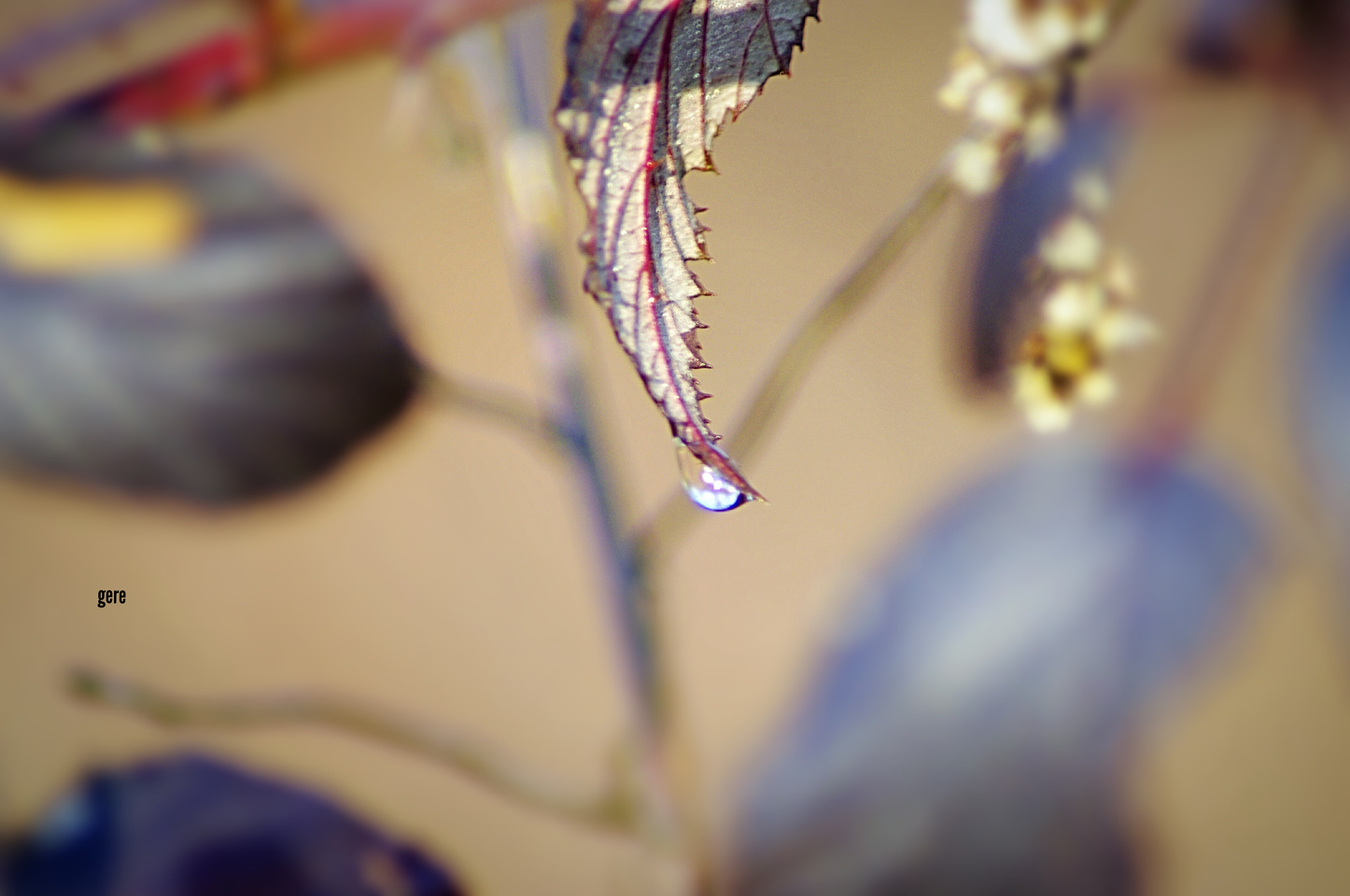 Pentax K-x sample photo. Foglia piangente photography