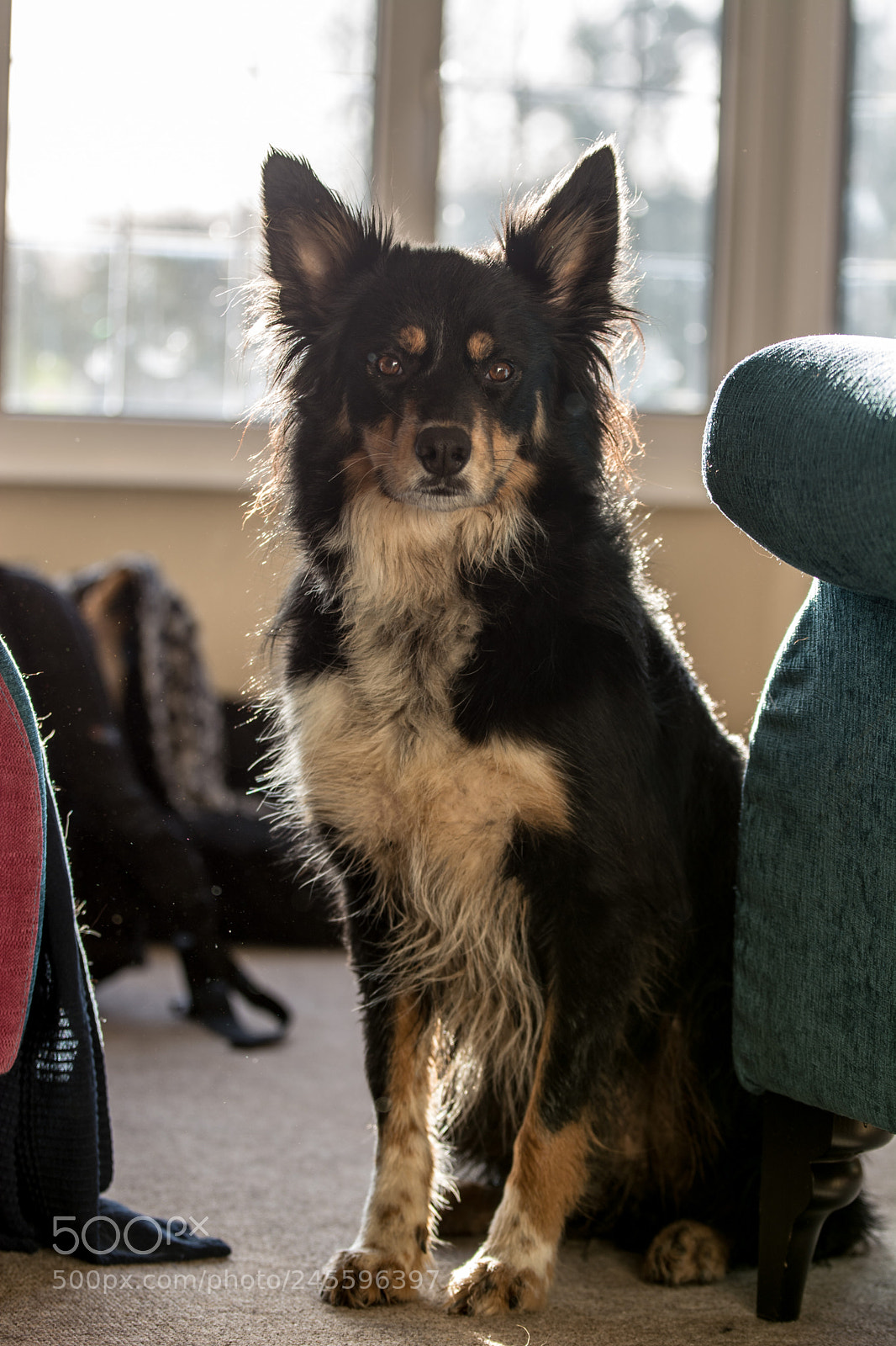 Nikon D5200 sample photo. Backlit loki photography