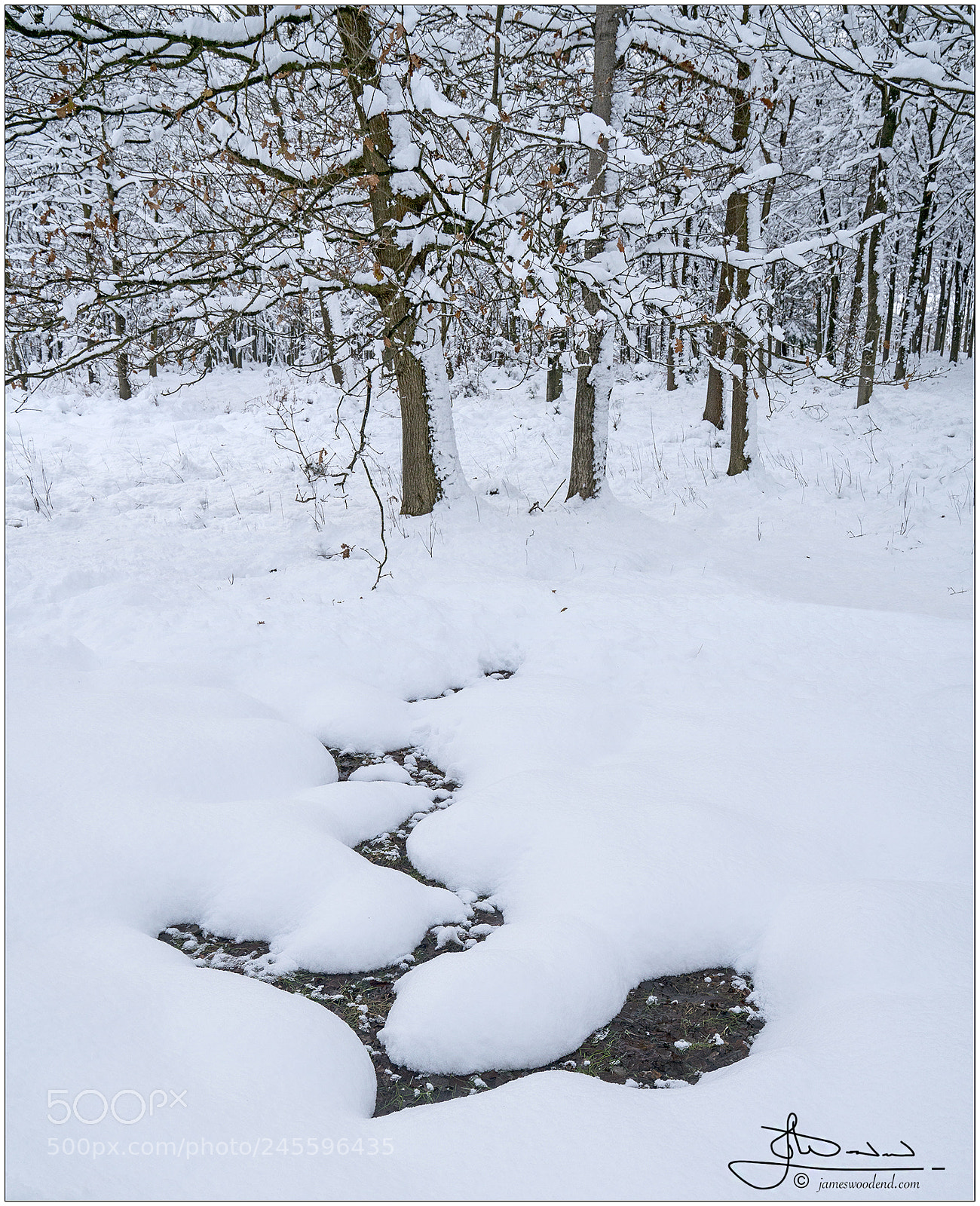 Sony a7R II sample photo. Forest pond photography