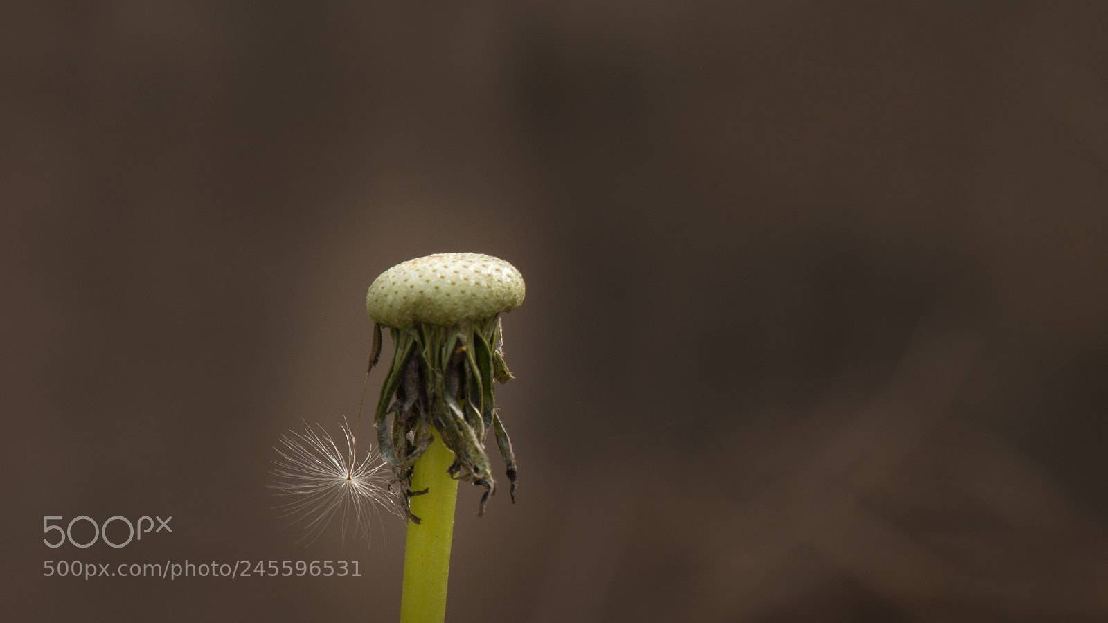 Nikon D800E sample photo. Dandelion with a light photography