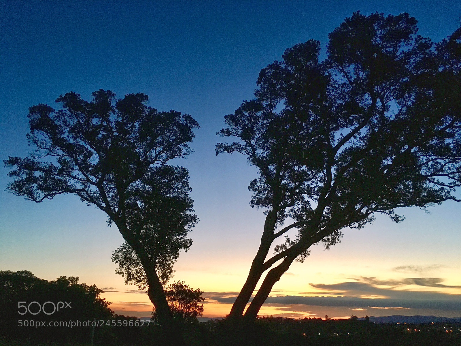 Apple iPhone SE sample photo. Crooked trees in sunset photography