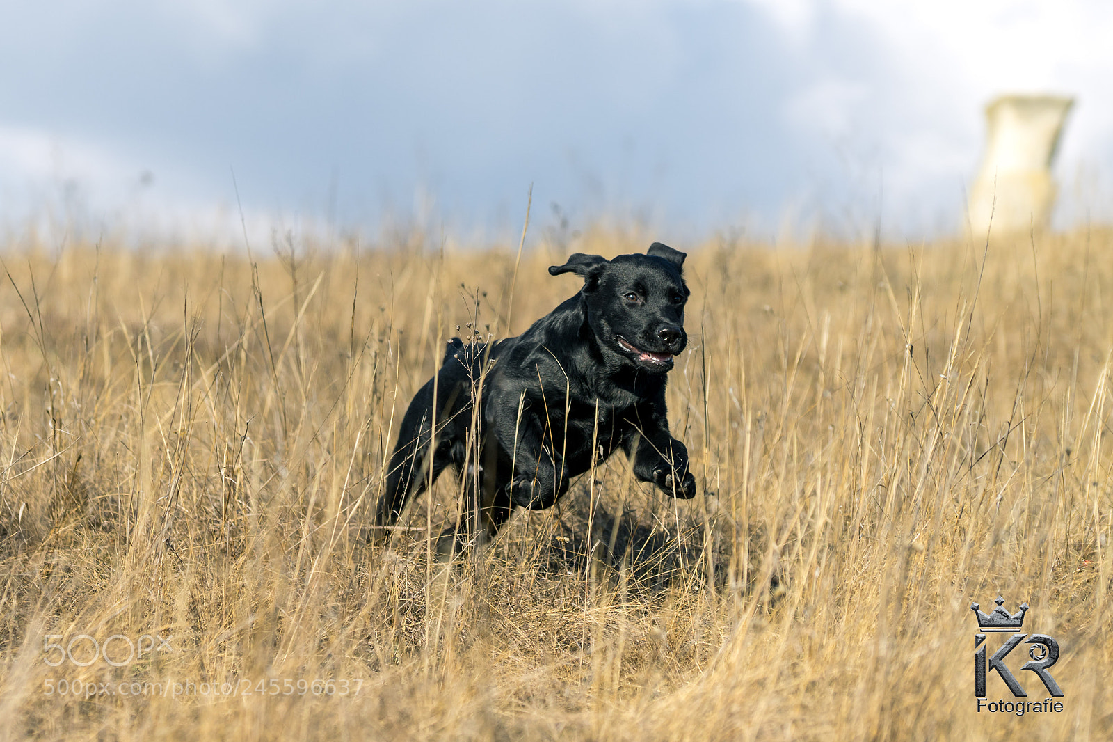 Sony a7 II sample photo. Hunter 1.1 photography