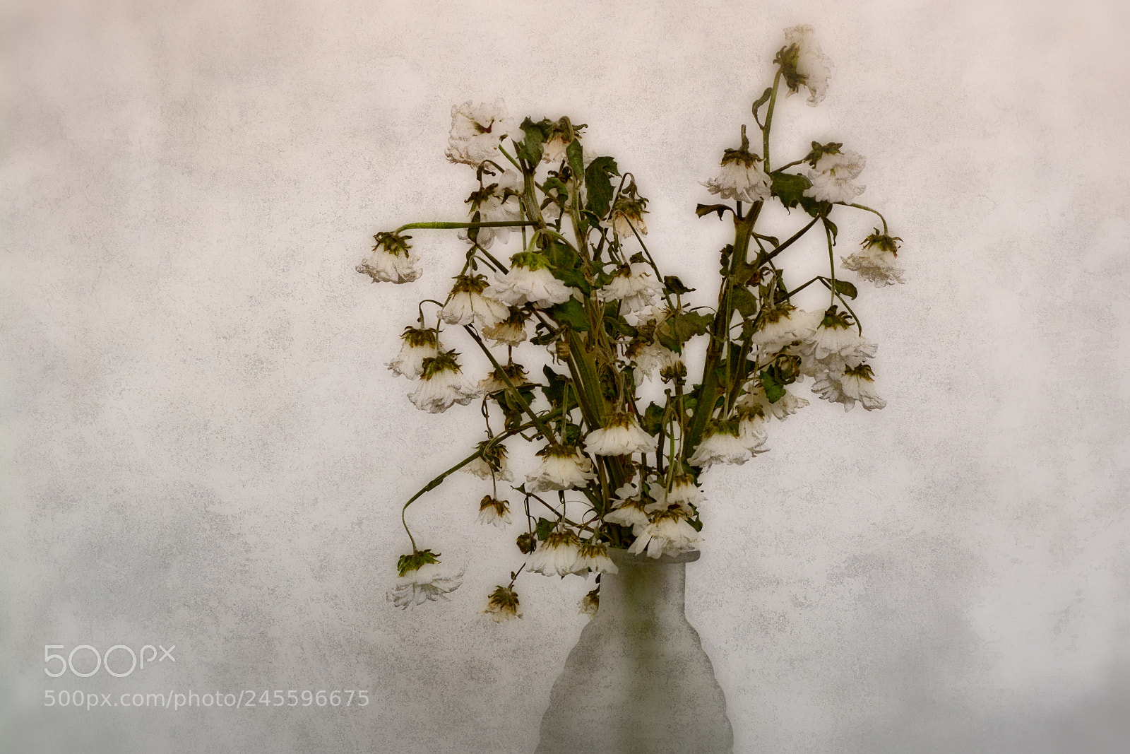 Nikon D7100 sample photo. Flowers photography