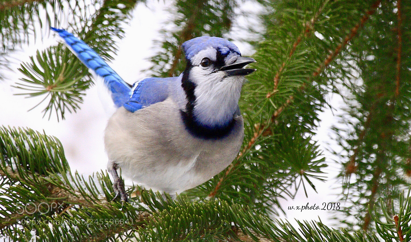 Canon EOS 7D Mark II sample photo. Blue jay photography