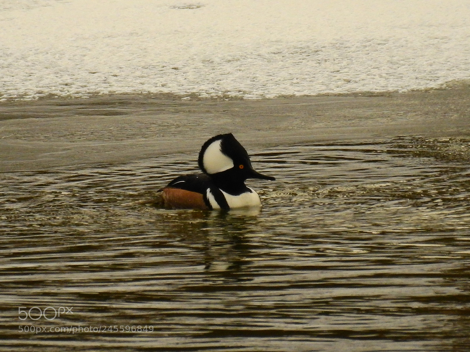 Nikon Coolpix P900 sample photo. Hooded merganser photography