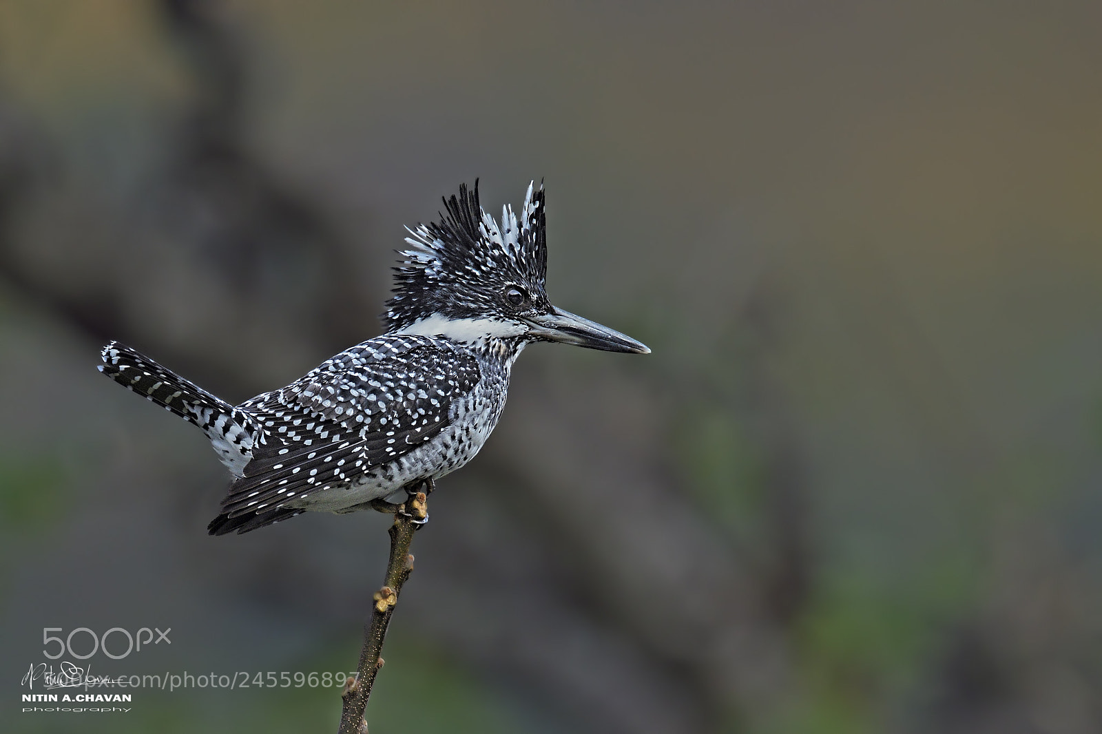 Nikon D810 sample photo. Crested kingfisher photography
