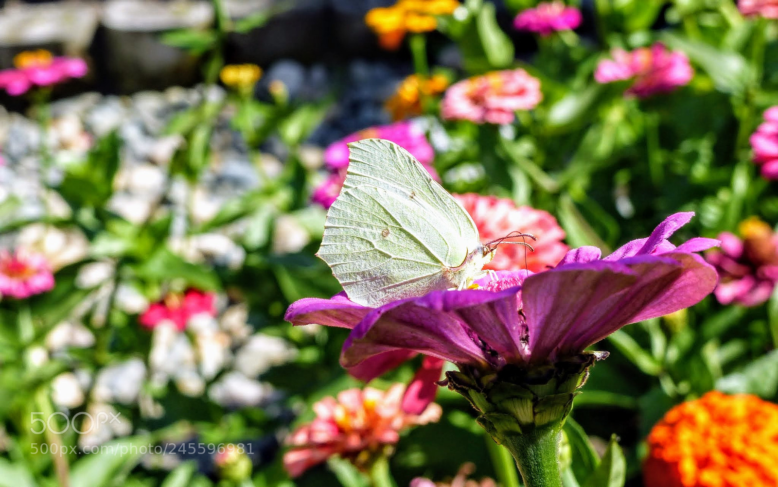 Panasonic Lumix DMC-FZ200 sample photo. Butterfly 1 photography