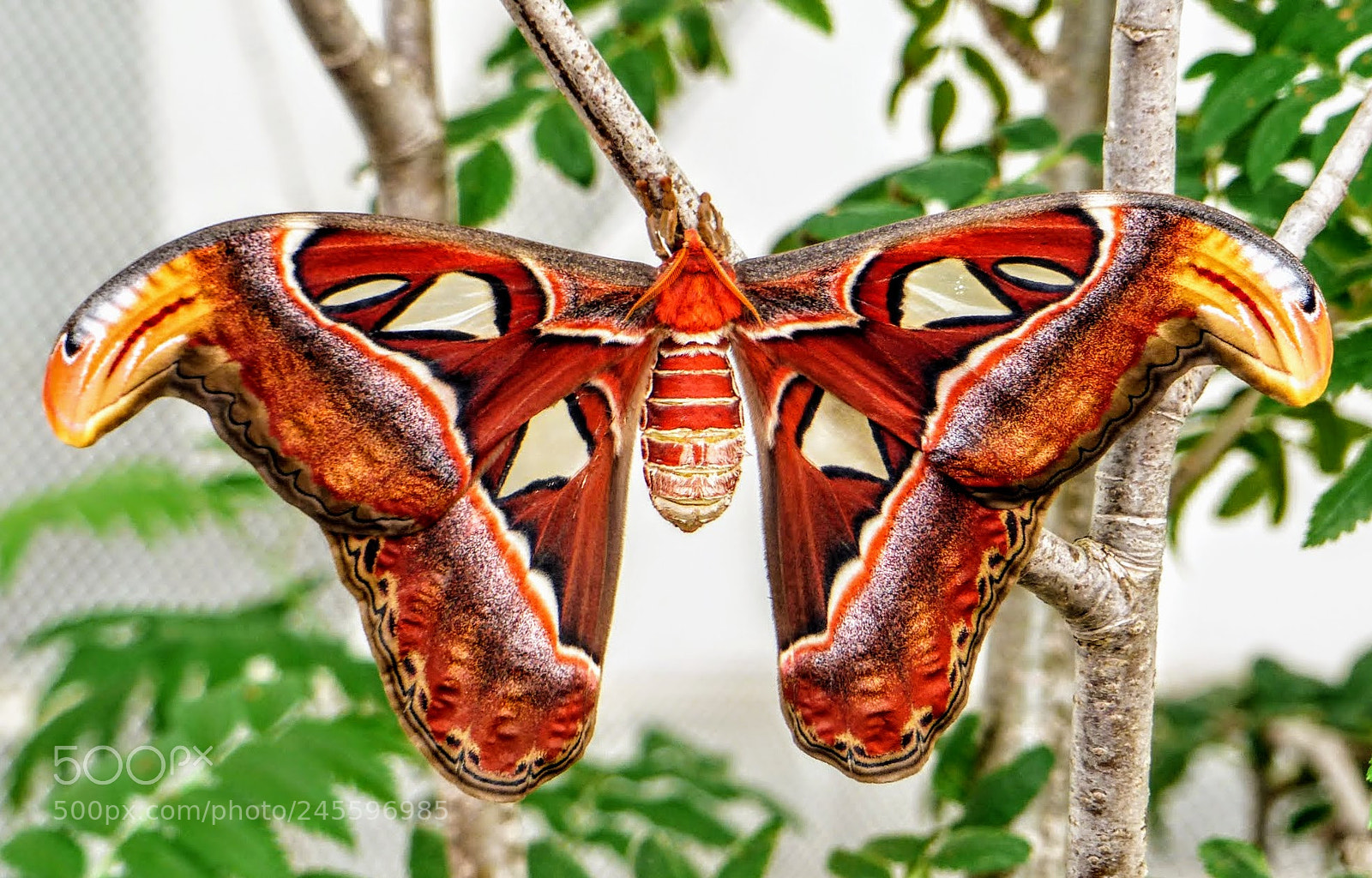 Panasonic Lumix DMC-FZ200 sample photo. Butterfly 3 photography