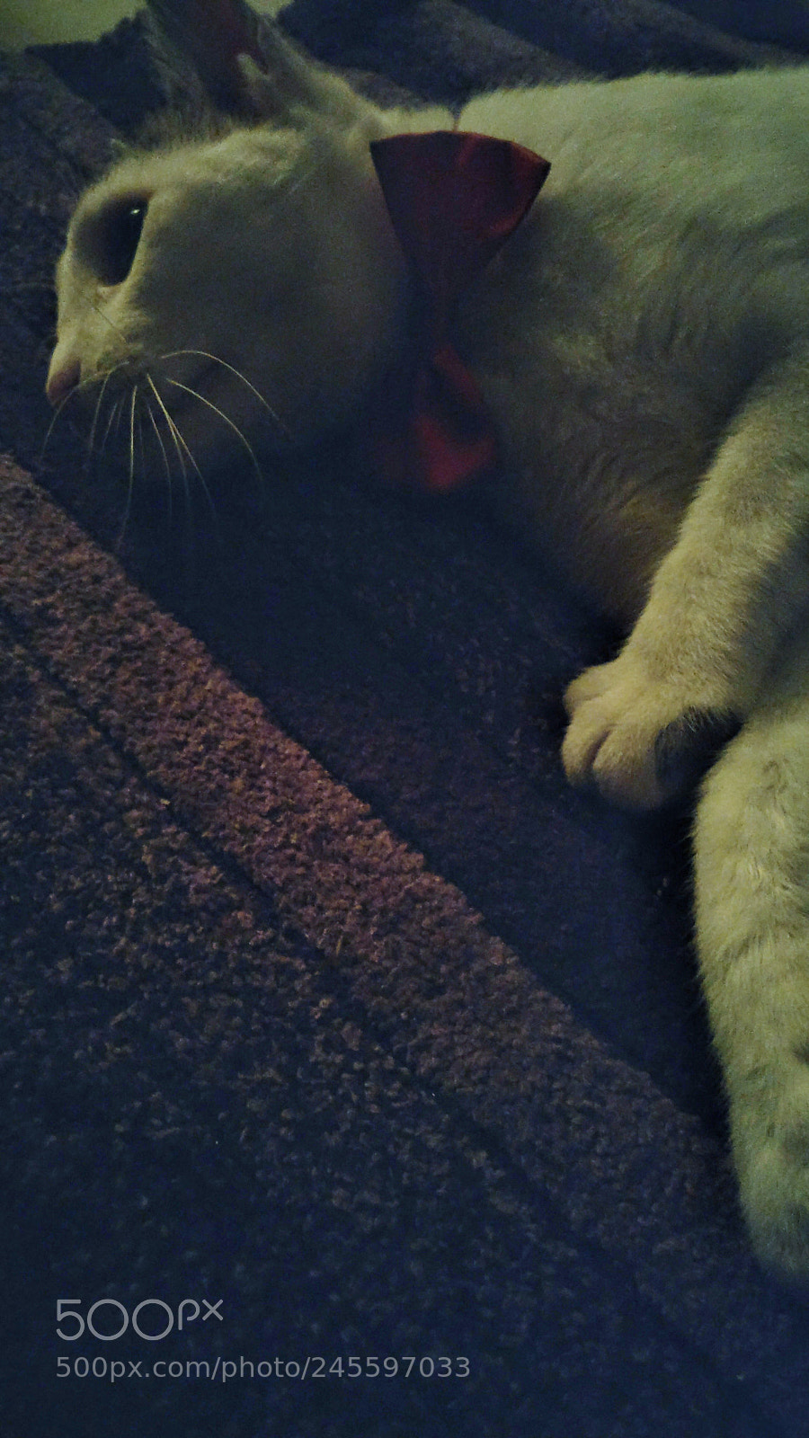 OnePlus A3003 sample photo. Flashing that red bow photography