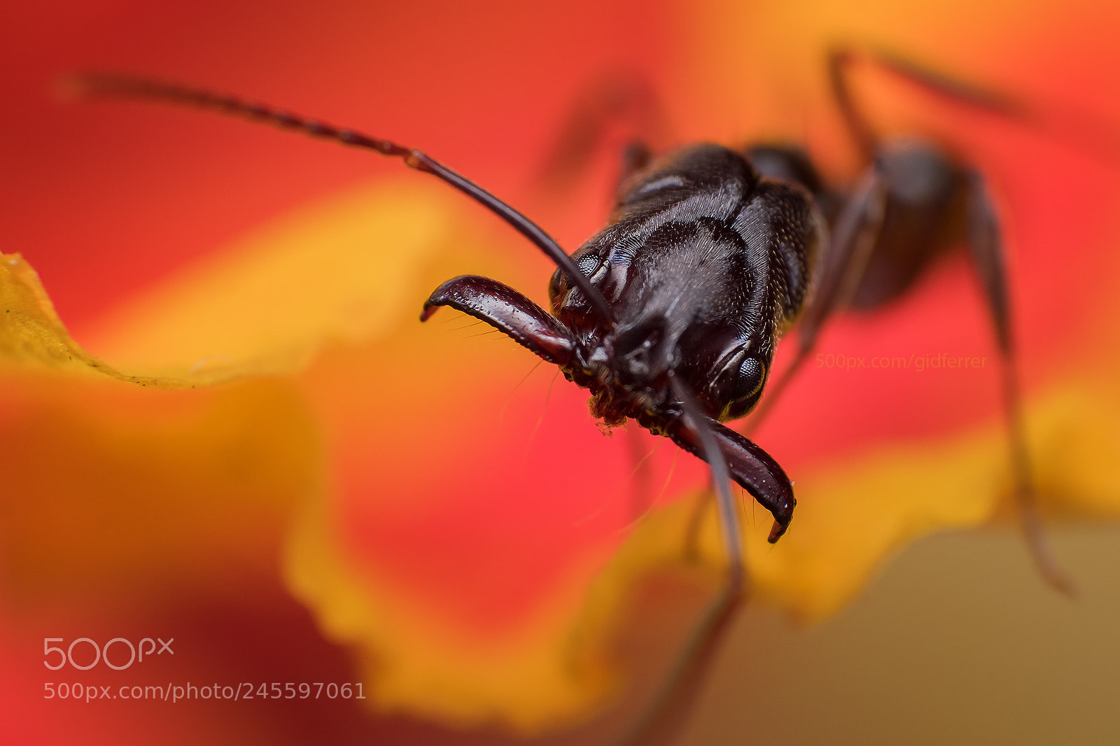 Fujifilm X-T2 sample photo. Ant portrait photography