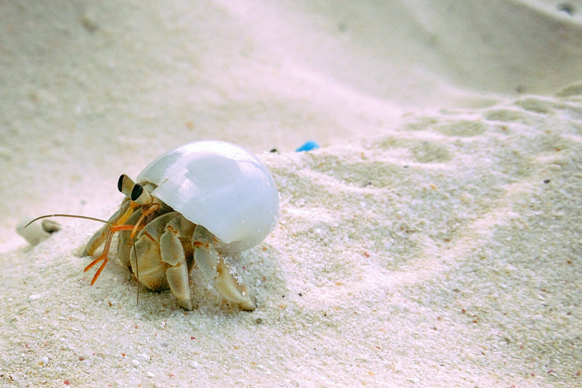 Motorola Nexus 6 sample photo. Crab maldives photography