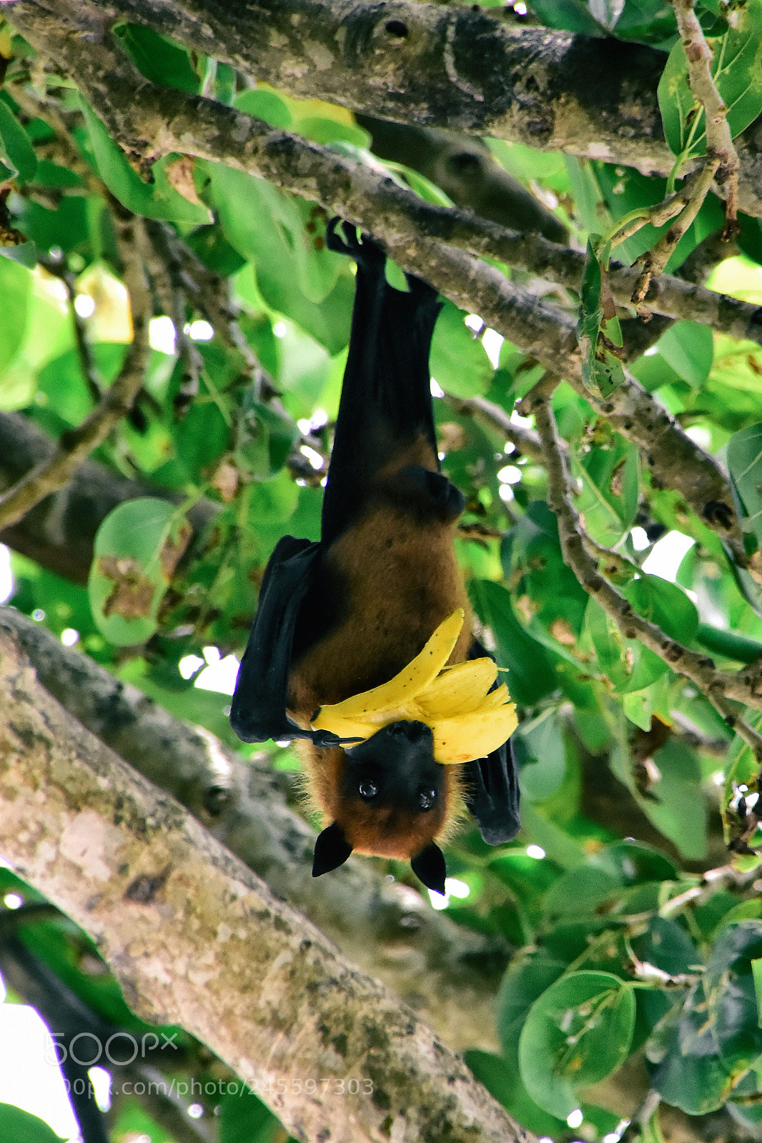 Nikon D7200 sample photo. Fruitbat photography