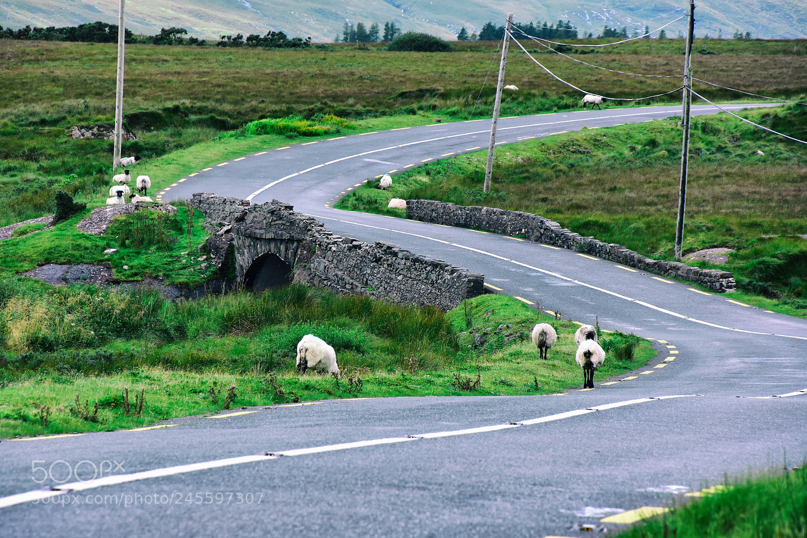 Nikon D7200 sample photo. Sheep ireland photography
