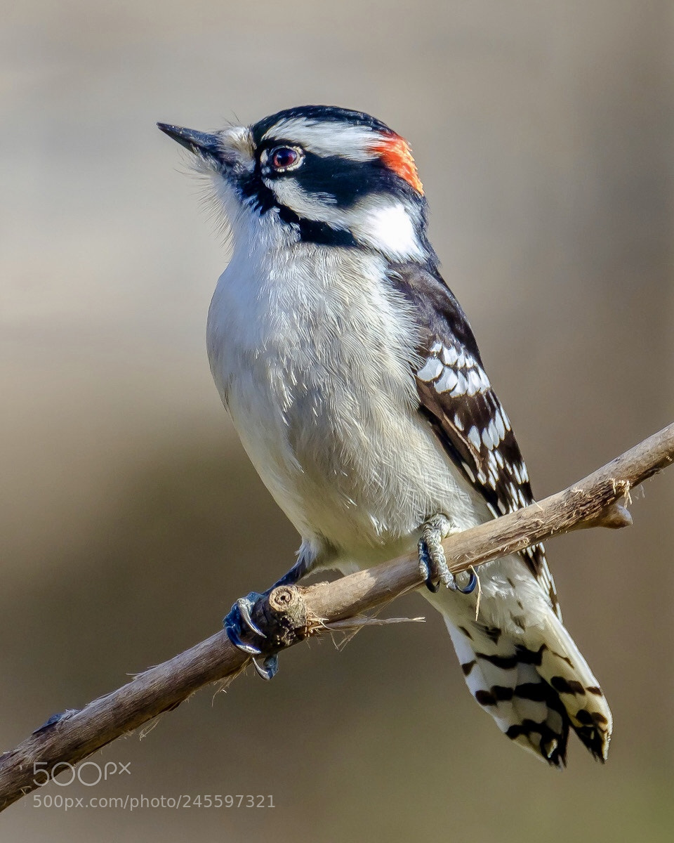 Fujifilm X-T2 sample photo. Downy woodpecker the downy photography