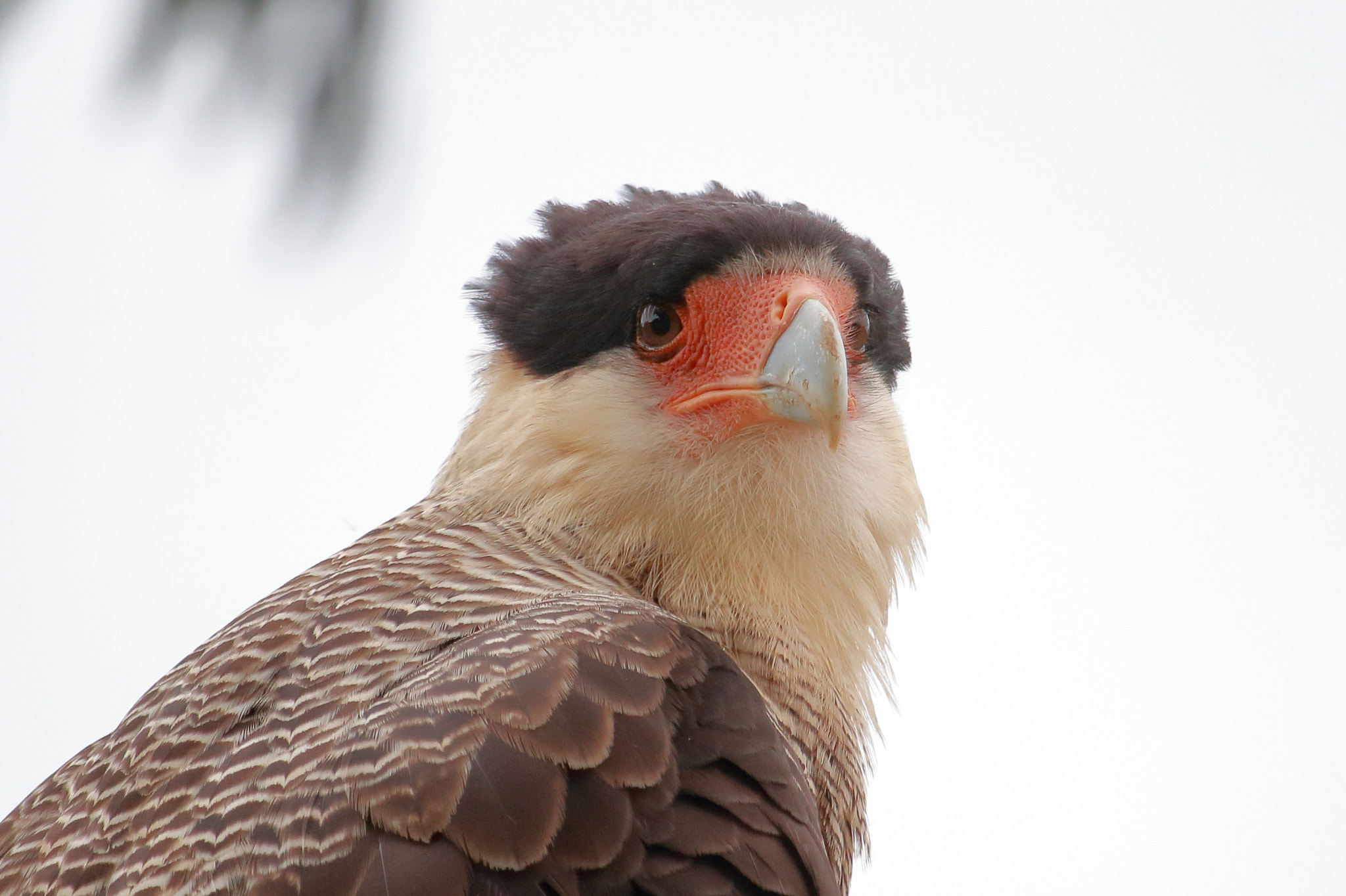 Canon EF-S 55-250mm F4-5.6 IS STM sample photo. A real hunk of bird photography