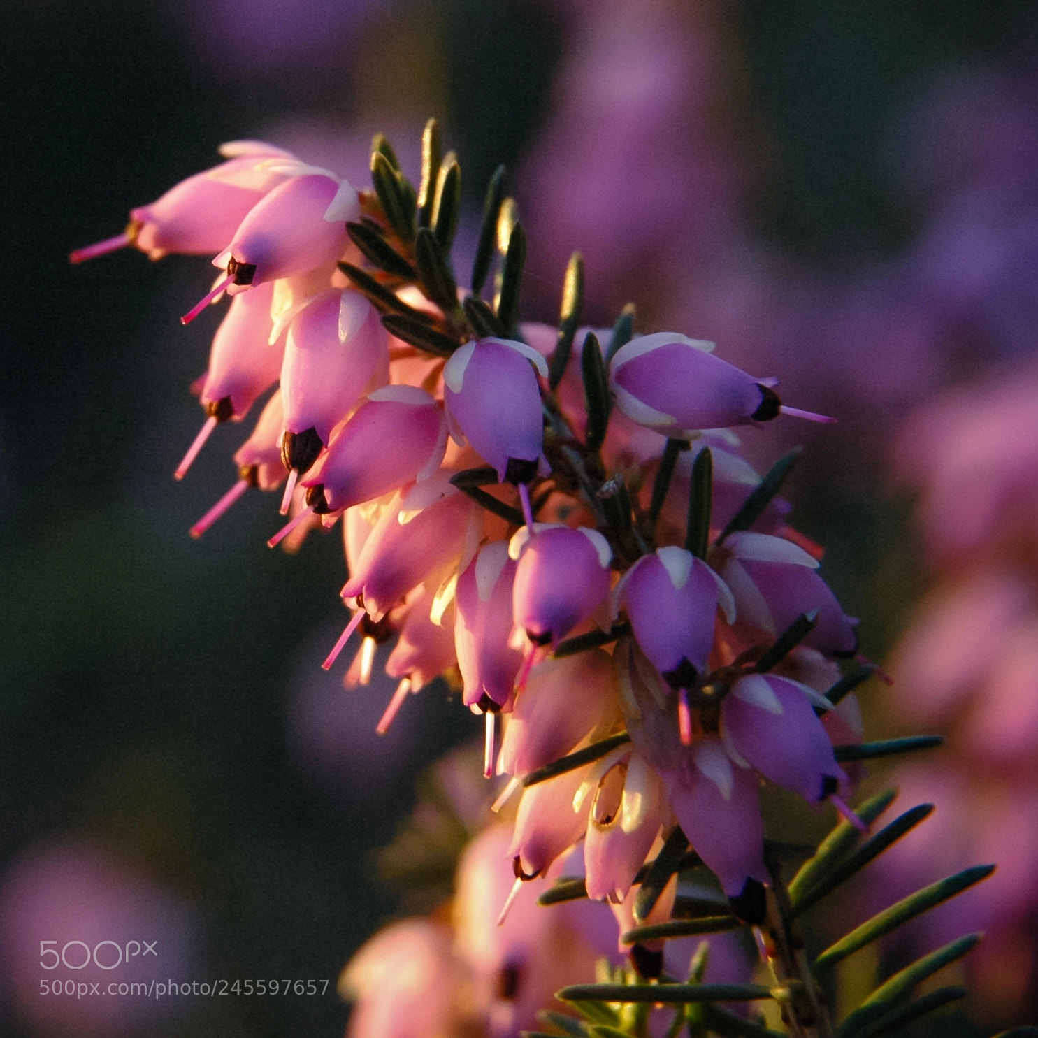 Nikon D70 sample photo. Erica carnea photography