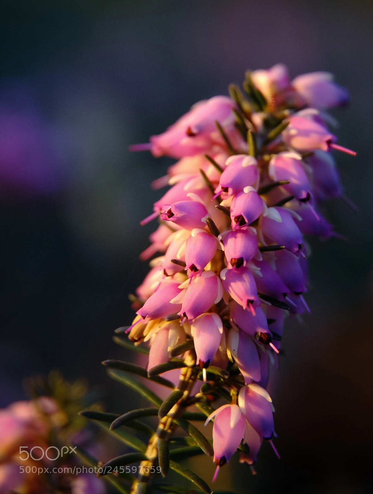 Nikon D70 sample photo. Erica carnea photography