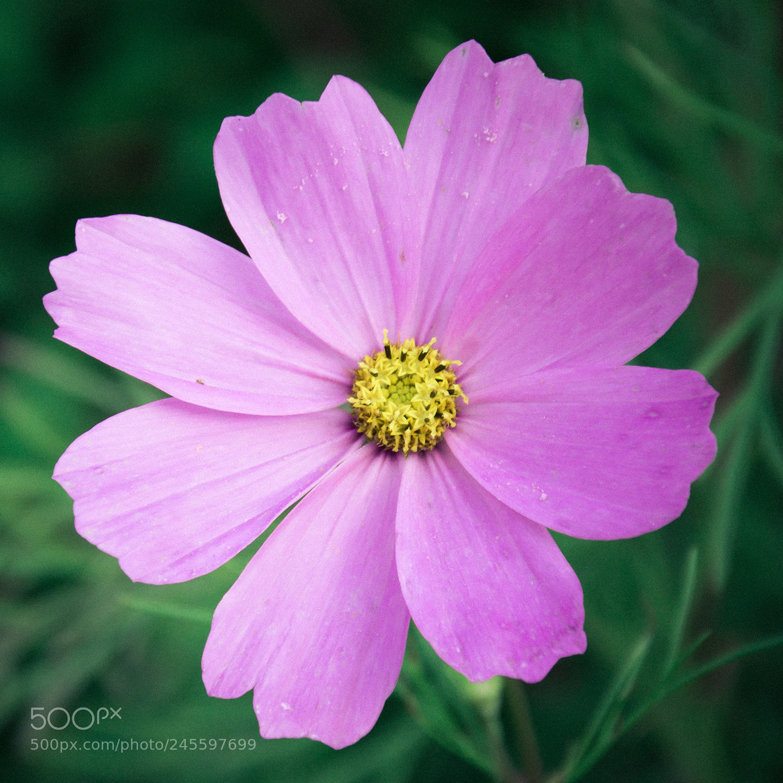 Nikon D5200 sample photo. Cosmos photography