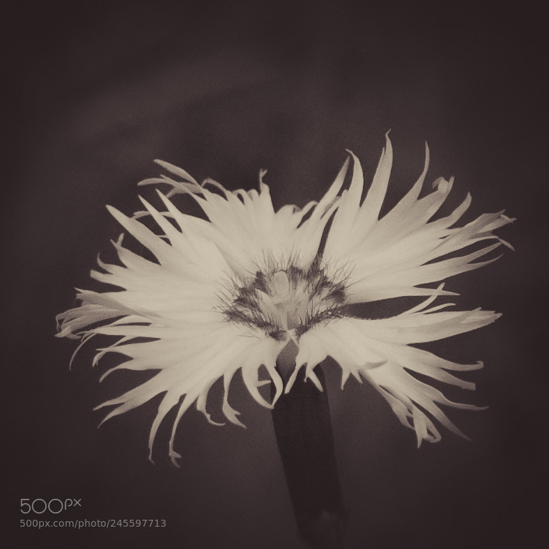 Nikon D70 sample photo. Dianthus photography
